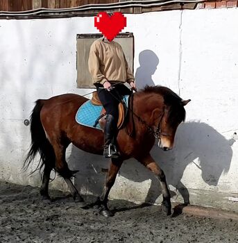 Ponywallach als Allrounder einsetzbar!, Barbara Granig, Pferd kaufen, Unterwart