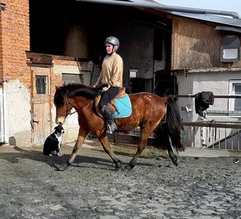 Ponywallach als Allrounder einsetzbar!