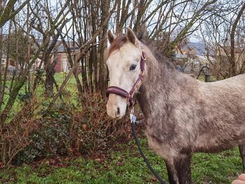 Ponywallach, Dr. Schoenberg, Pferd kaufen, Haibach ob der Donau