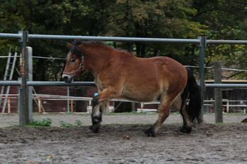 Ponywallach, Schräder, Pferd kaufen, Borgholzhausen 