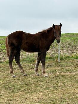 Polnisches Kaltblutfohlen  veredelt mit Appaloosa, Angelika Fischer , Horses For Sale, Nimritz 