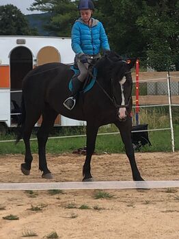 Polnische Warmblut Stute