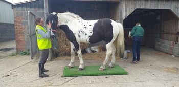 Portable horse weighing platform Equi 3