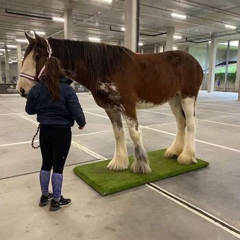 Portable horse weighing platform