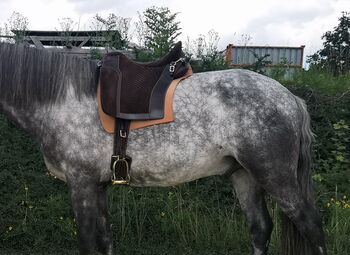 Portugiesischer Relvas Sattel inkl. Zubehör, Elena Möschter, Dressage Saddle, Wien