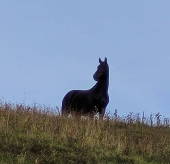 Reitbeteiligung für unseren Anglo-Araber (ca. 1,73 m) gesucht, Andrea Schürmann, Horse Sharing
, Lichtenau