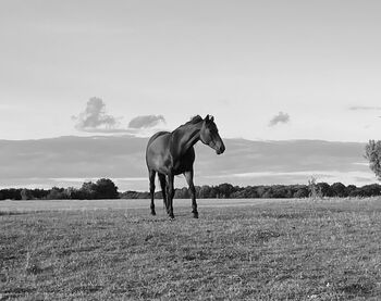 Reitbeteiligung gesucht (Pferd sucht Mensch), marschu , Horse Sharing
, Garz/Rügen