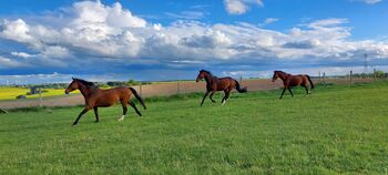 Pflegebeteiligungen gesucht, Tina, Horse Sharing
, Döbeln