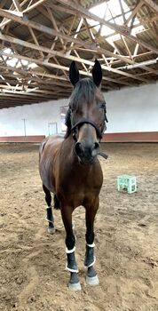 Pflegebeteiligung gesucht