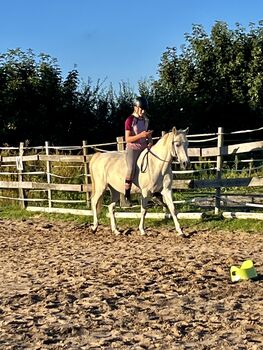 Reitbeteiligung gesucht, Klara, Horse Sharing
, Lindwedel