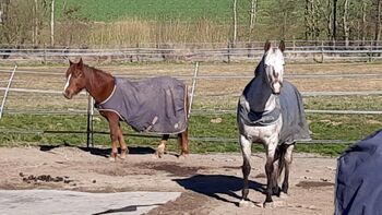 Nettes Pferde-Mensch-Team für Offenstall gesucht
