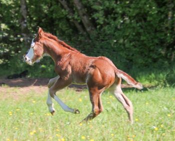 Reining-Nachwuchs mit lieben Charakter, Kerstin Rehbehn (Pferdemarketing Ost), Konie na sprzedaż, Nienburg