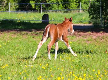 Reining-Nachwuchs mit lieben Charakter
