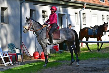 Leistungsstarker Distanz- und Rennaraber sucht neuen Partner, Anika, Horses For Sale, Grenzach-Wyhlen