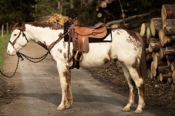 Wundervoll gezeichneter, unverbrauchter Paint Horse Wallach, Kerstin Rehbehn (Pferdemarketing Ost), Horses For Sale, Nienburg