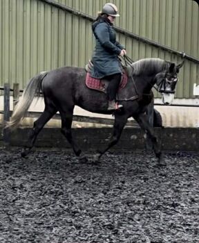 Lovely Irish sports horse