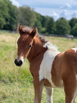 Tolles Stutfohlen, gross werdend, mit viel Tölt, ElfenPferde, Horses For Sale, Seesen