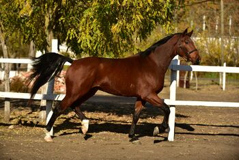 Schönes pferd, József, Horses For Sale, Orosházi út 170