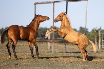 Bildschönes Palomino Hengstfohlen mit vielversprechender Ranch- & Cowhorse-Abstammung