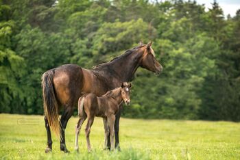 Wundervolles Quarter Horse Stutfohlen in Silver Bay, Kerstin Rehbehn (Pferdemarketing Ost), Horses For Sale, Nienburg