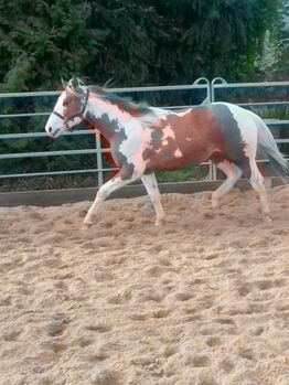 Bildhübscher 1,5 jhrg Painthengst!