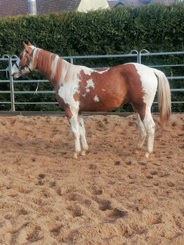 Bildhübscher 1,5 jhrg Painthengst!, Nicole Kaufmann, Horses For Sale, Ahorn-Schillingstadt