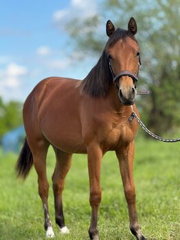 Bildschöne AQHA/APHA Stute mit erstklassiger Reining-Abstammung, Kerstin Rehbehn (Pferdemarketing Ost), Horses For Sale, Nienburg