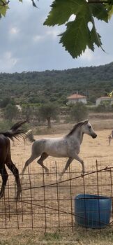 Gorgeous Arabic mare, 6 years - endurance riding ?!