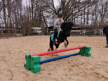 Liebes ausdrucksstarkes Reit- und Kutschpony