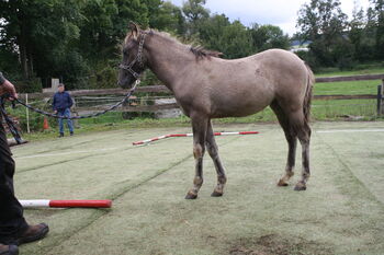 Wunderschöne Grulla Mouse Dun, Tina, Horses For Sale, Calden