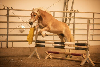 Wundervoller Haflinger Wallach, Johanna , Horses For Sale, Schwarzenberg