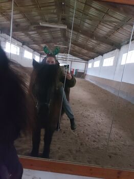 Bildschöner Isländer, Rappwallach