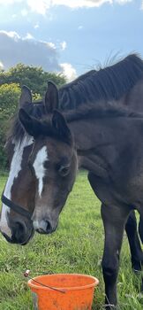 Bildschöne Jährlings-Stute aus Leistungslinie