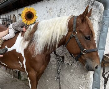 Bildhübsche Paint Horse Nachwuchsstute mit guter Abstammung