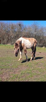 Wunderschöner Konik x Lewitzer Hengst aus 2023, Caro , Horses For Sale, Geratal