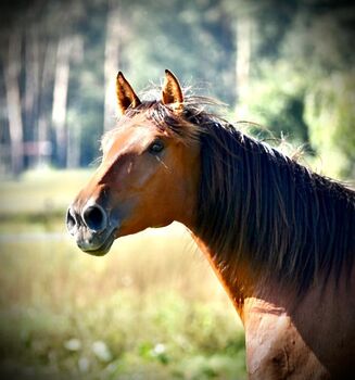 Wundervolle PRE Stute, Kerstin Rehbehn (Pferdemarketing Ost), Horses For Sale, Nienburg