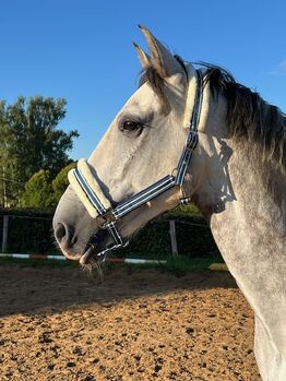 Wundervoller PRE-Mix-Wallach, Herzenspferd, 6 Jahre alt
