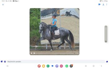Tolle PSL Stute mit Dressurabstammung, ISPA - Iberische Sportpferde Agentur (ISPA - Iberische Sportpferde Agentur), Horses For Sale, Bedburg