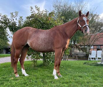 Wundervolle Quarter Horse Stute mit ganz lieben Wesen, Kerstin Rehbehn (Pferdemarketing Ost), Horses For Sale, Nienburg