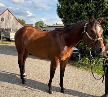Traumhafte Quarter Horse Stute mit top Allroundabstammung