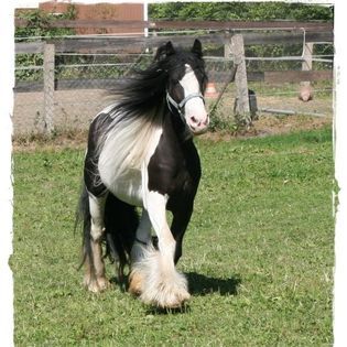 Wunderschöne Ster Stute