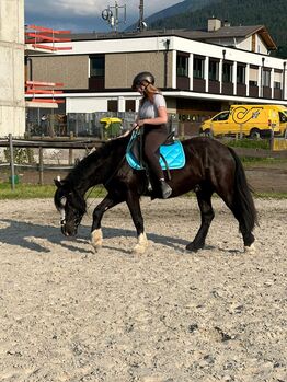 Liebenswerter Tinker Wallach, Gaby, Horses For Sale, Telfs 