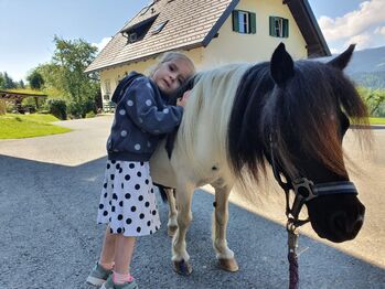 Prachtvolle Minishetty-Zuchtstute, Stefanie Klug, Pferd kaufen, Deutschlandsberg