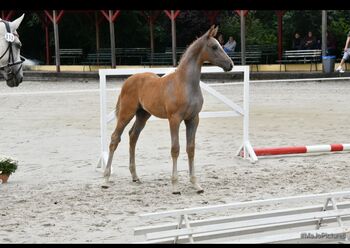 Prachtvolles Hengstfohlen von Oganero P, Kathleen Hesselbarth , Pferd kaufen, Arendsee 