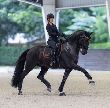 Praktikum/ Working Student Position am Stall in Florida, Dagge Dressage , Stellenangebote, Southwest Ranches 