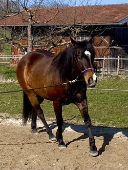 Eyecatcher! Bildschöner Quarterhorse Wallach