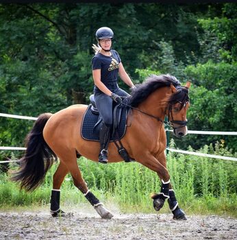 Reitbeteiligung an Walla h, Amsel, Horse Sharing
, Münnerstadt