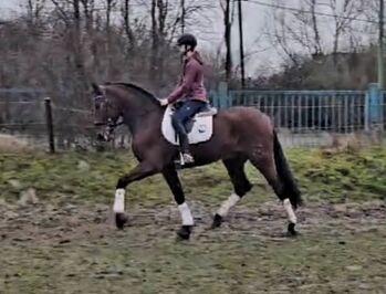 PRE 5j. 174cm gross, Manuela KUBNY , Pferd kaufen, Küßnach 