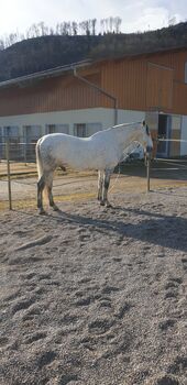 PRE 9- jährig Wallach/ Dressur/ Barock