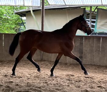 PRE Andalusier Stute Nachwuchspferd, Koko, Horses For Sale, Mönchengladbach